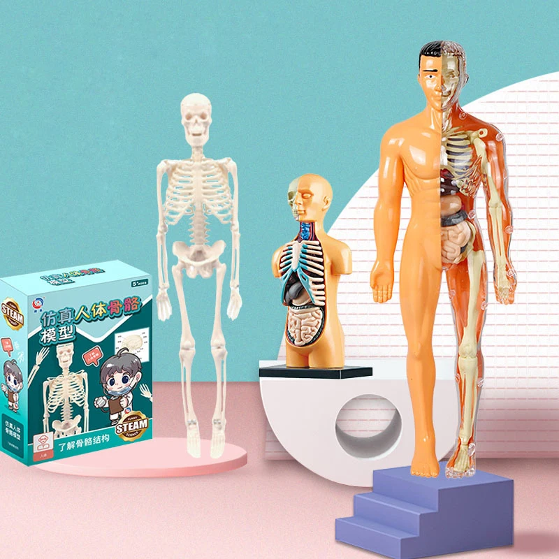 Vaikas Montessori 3D Dėlionė Žmogaus Kūno Anatomijos Modelis Mokymosi Organų Surinkti Žaislą Kūno Organų Mokymo Priemonė Vaikams
